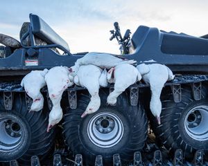 2020 Snow Goose Hunting